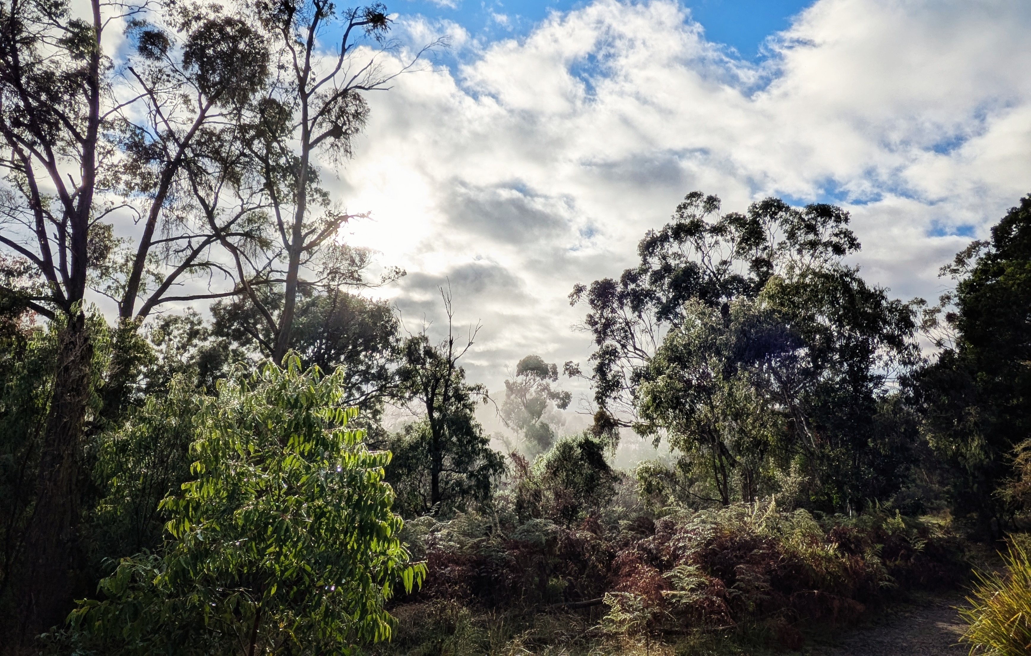 Sherbrooke Forest, Dandenong Ranges National Park, Vic, 2026.